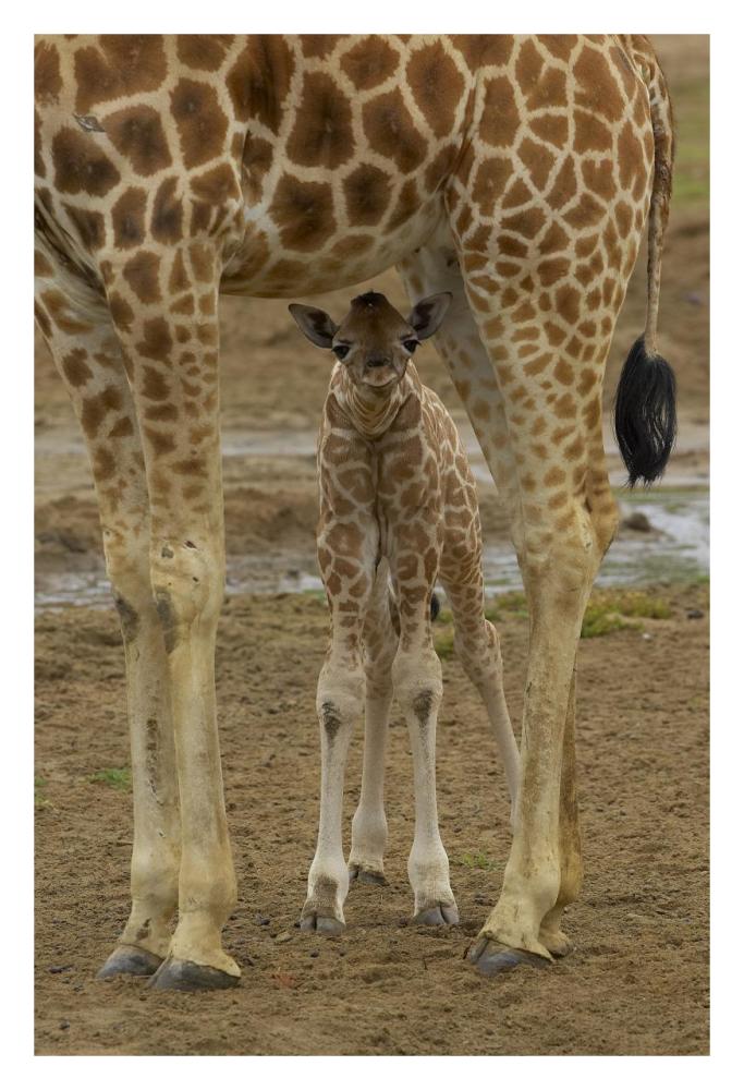 Rothschild Giraffe calf hiding under mother, native to Africa-Paper Art-22"x32"