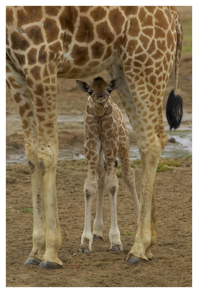 Rothschild Giraffe calf hiding under mother, native to Africa-Paper Art-34"x50"