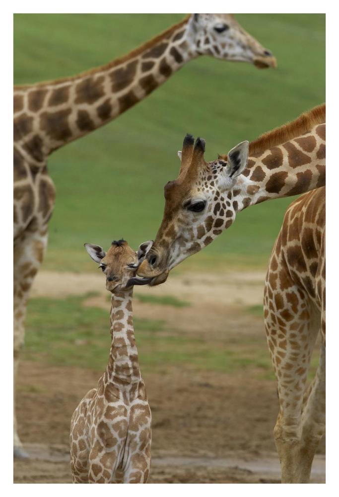 Rothschild Giraffe mother kissing calf, native to Africa-Paper Art-26"x38"