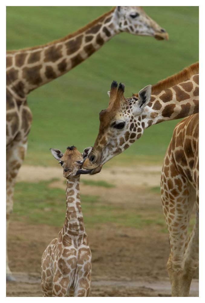 Rothschild Giraffe mother kissing calf, native to Africa-Paper Art-34"x50"