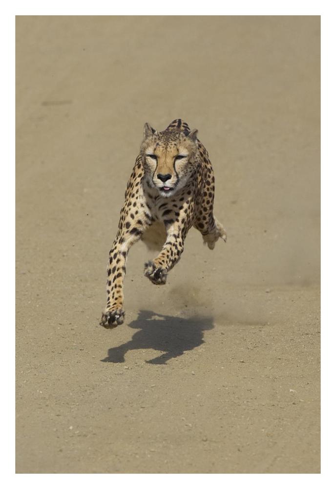 Cheetah running, native to Africa-Paper Art-22"x32"