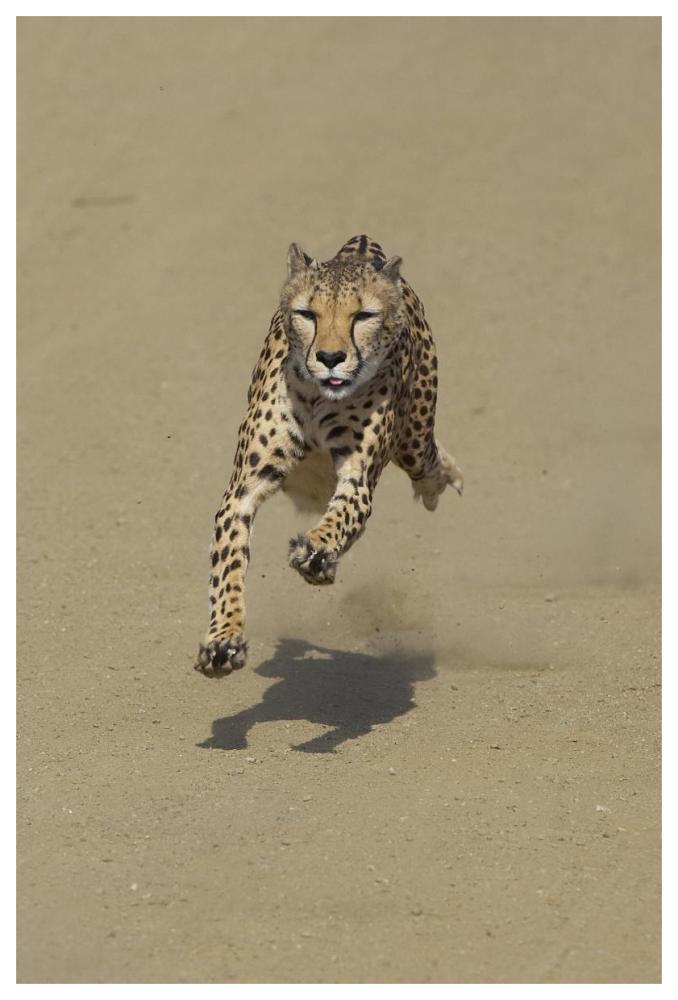 Cheetah running, native to Africa-Paper Art-42"x62"