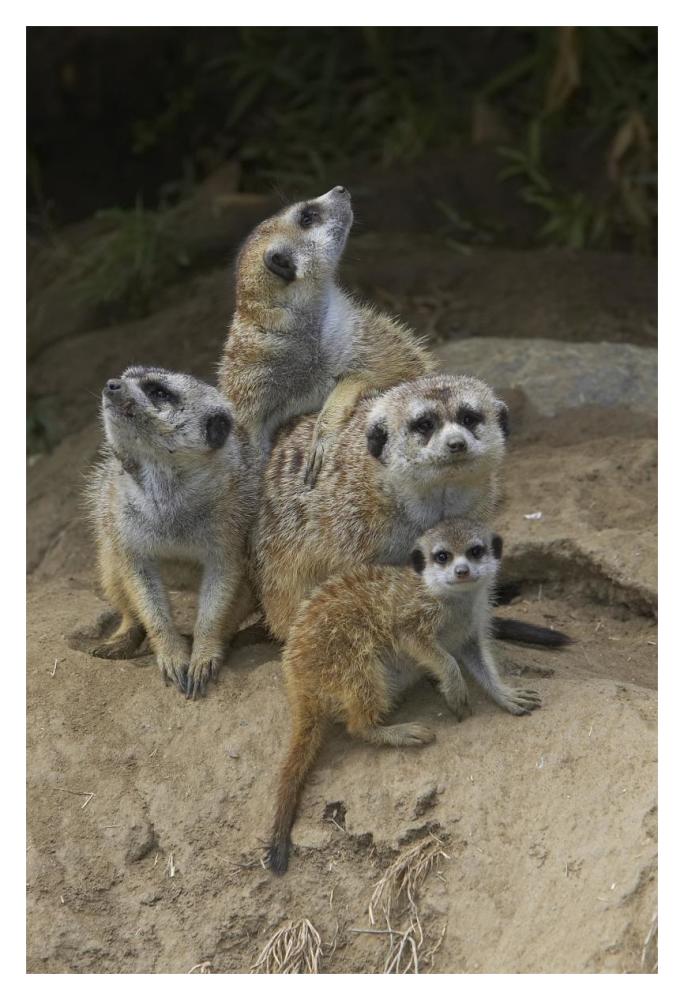 Meerkat group huddling together, native to Africa-Paper Art-14"x20"