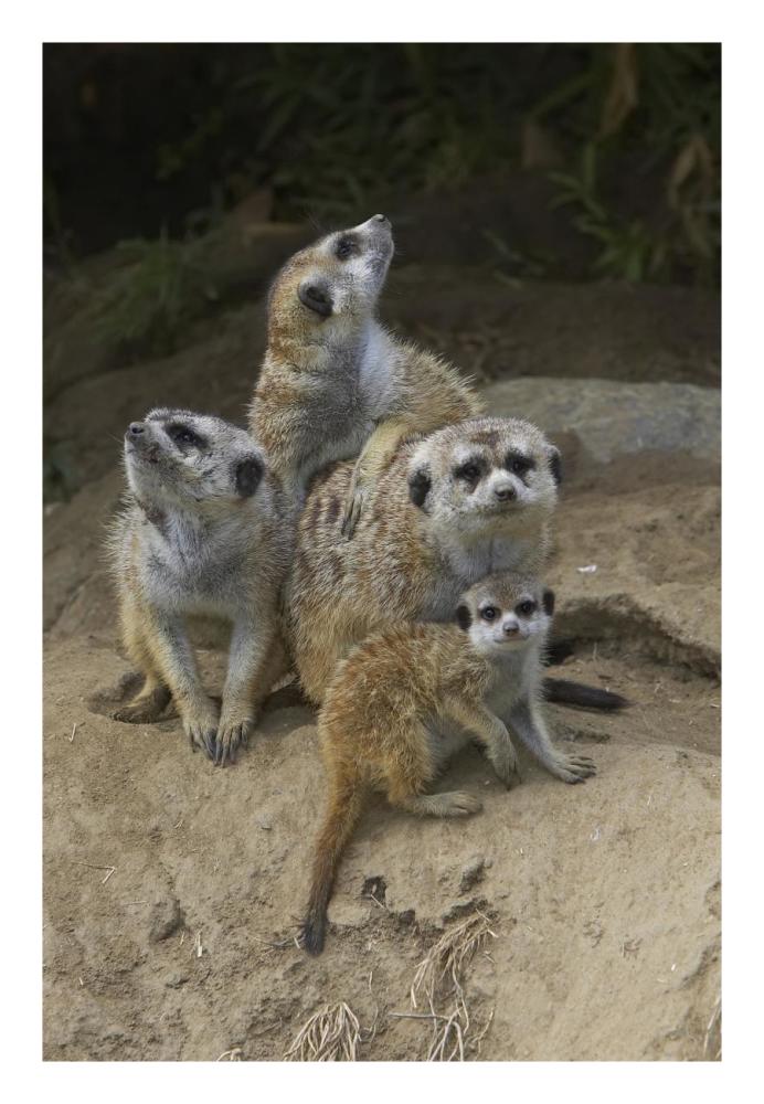 Meerkat group huddling together, native to Africa-Paper Art-18"x26"