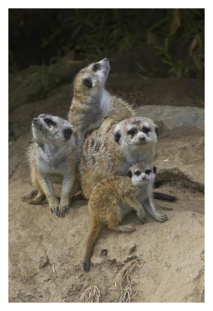 Meerkat group huddling together, native to Africa-Paper Art-26"x38"