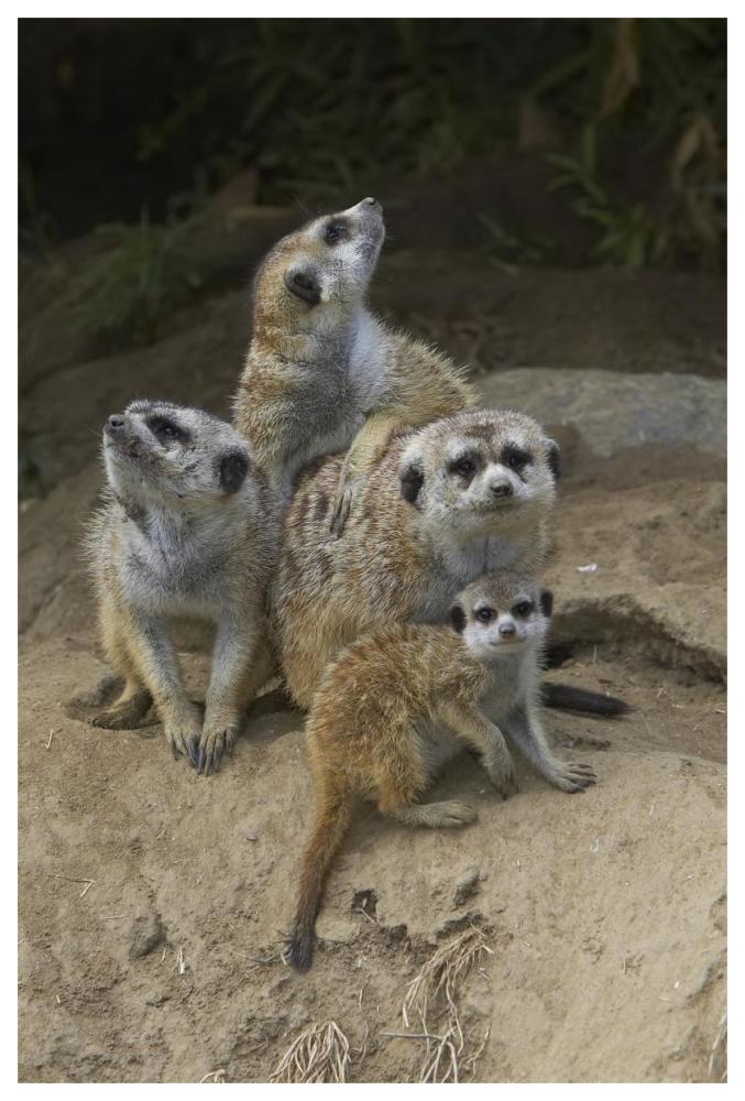 Meerkat group huddling together, native to Africa-Paper Art-42"x62"