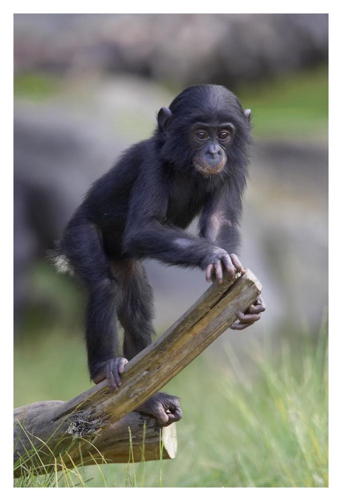 Bonobo baby on log, native to Africa-Paper Art-26"x38"