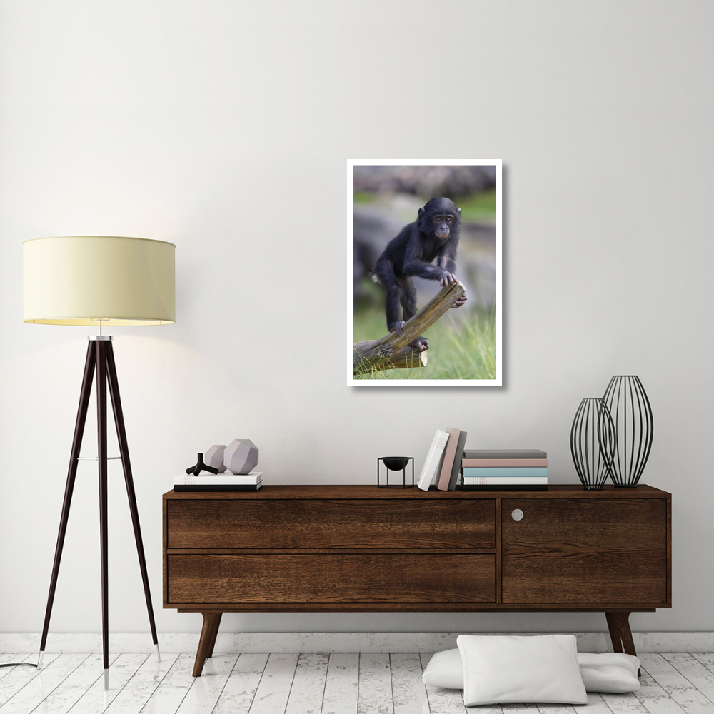 Bonobo baby on log, native to Africa-Paper Art-26&quotx38"
