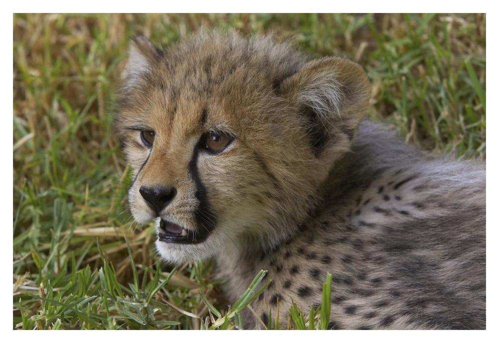 Cheetah cub portrait, native to Africa-Paper Art-20"x14"