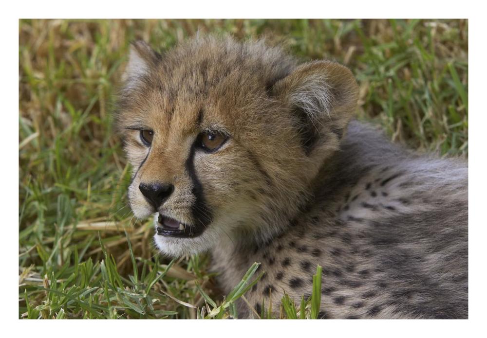 Cheetah cub portrait, native to Africa-Paper Art-26"x18"
