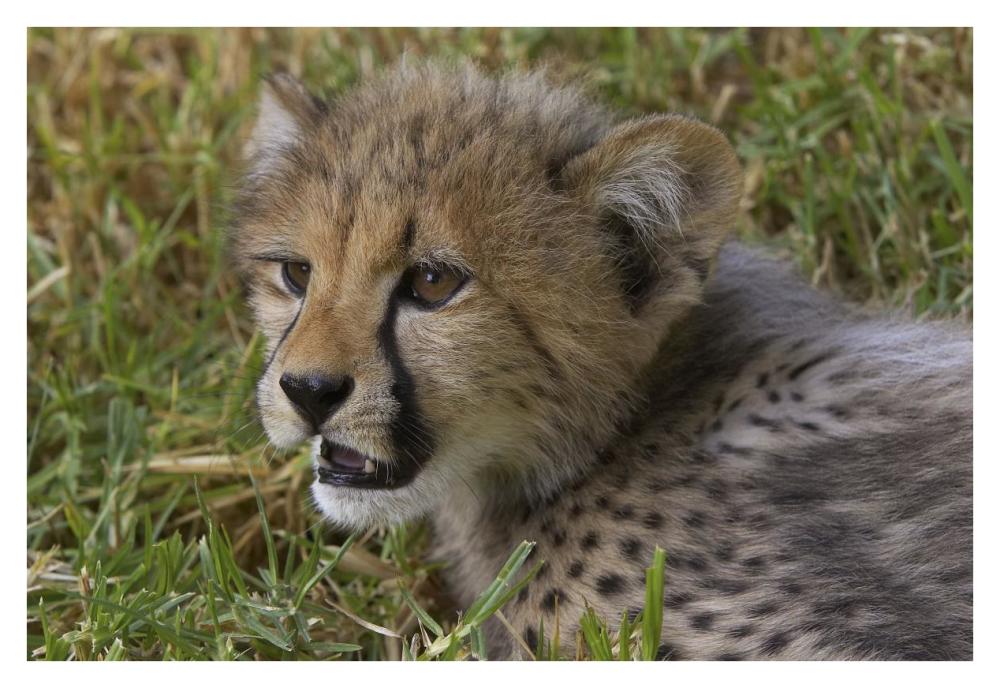 Cheetah cub portrait, native to Africa-Paper Art-38"x26"