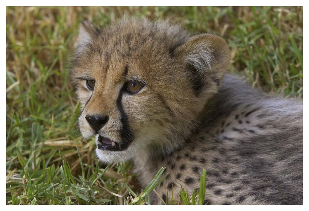 Cheetah cub portrait, native to Africa-Paper Art-50"x34"
