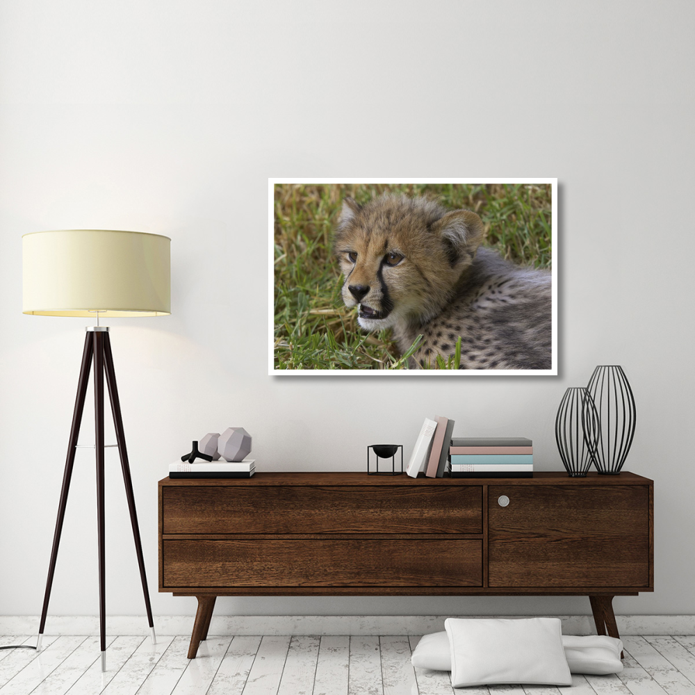Cheetah cub portrait, native to Africa-Paper Art-50&quotx34"