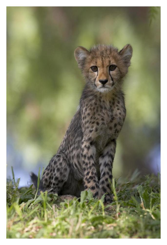 Cheetah cub portrait, native to Africa-Paper Art-14"x20"