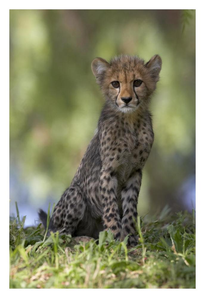 Cheetah cub portrait, native to Africa-Paper Art-22"x32"