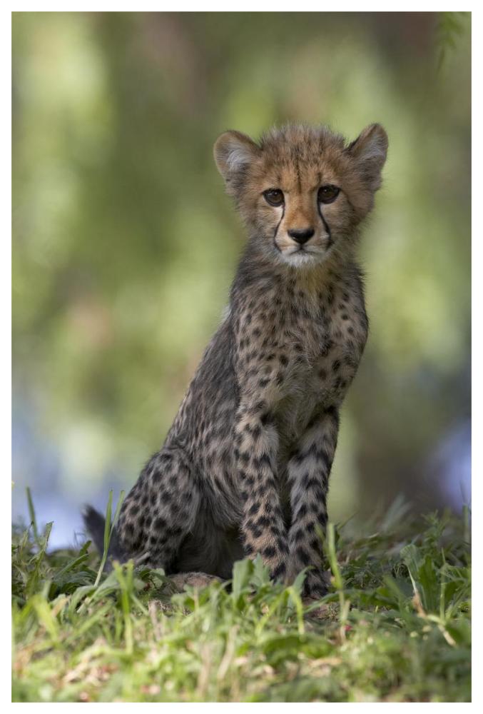 Cheetah cub portrait, native to Africa-Paper Art-42"x62"