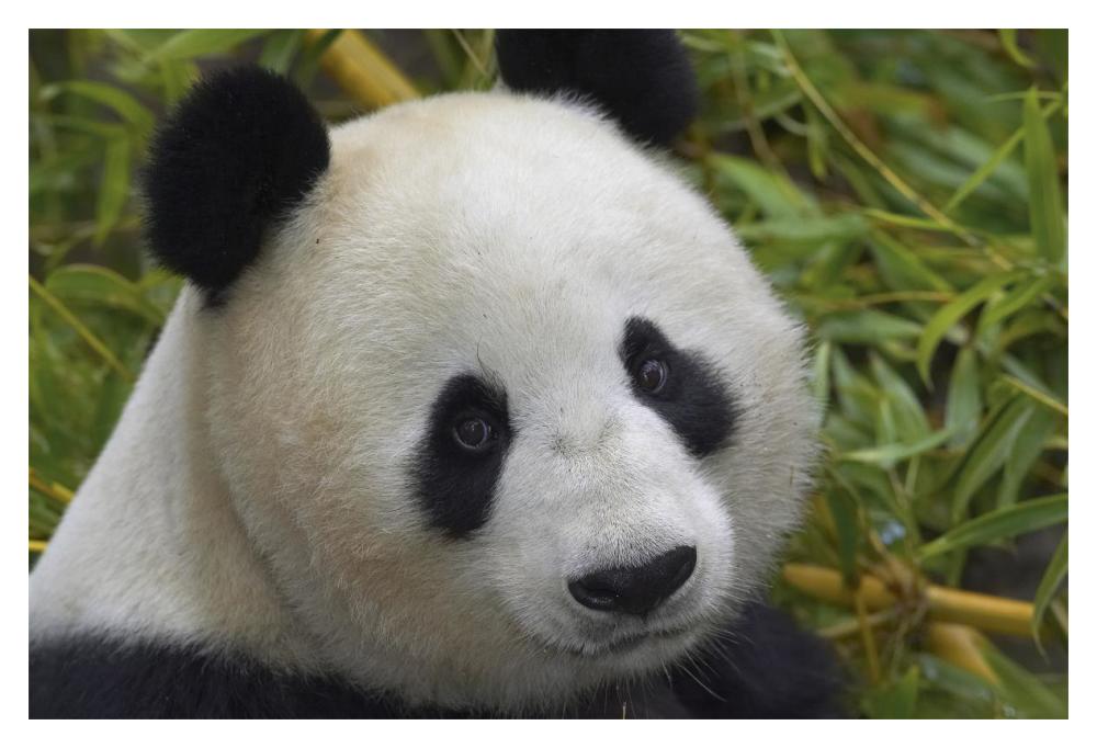Giant Panda portrait, native to China-Paper Art-20"x14"
