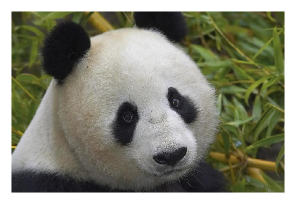 Giant Panda portrait, native to China-Paper Art-26"x18"