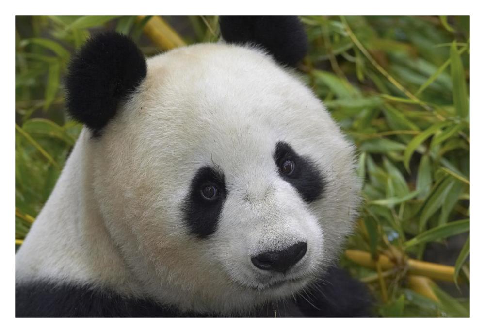 Giant Panda portrait, native to China-Paper Art-32"x22"