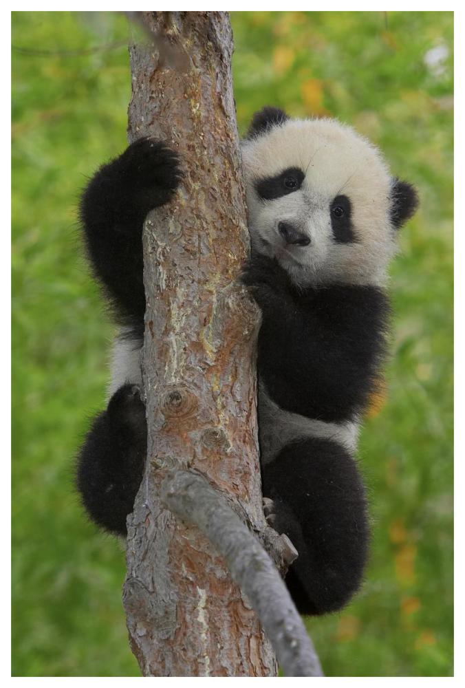 Giant Panda cub in tree, native to China-Paper Art-42"x62"
