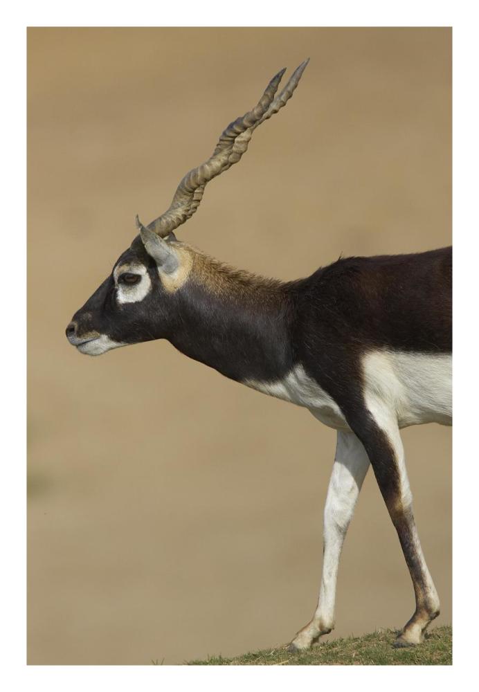 Blackbuck adult, native to India-Paper Art-18"x26"