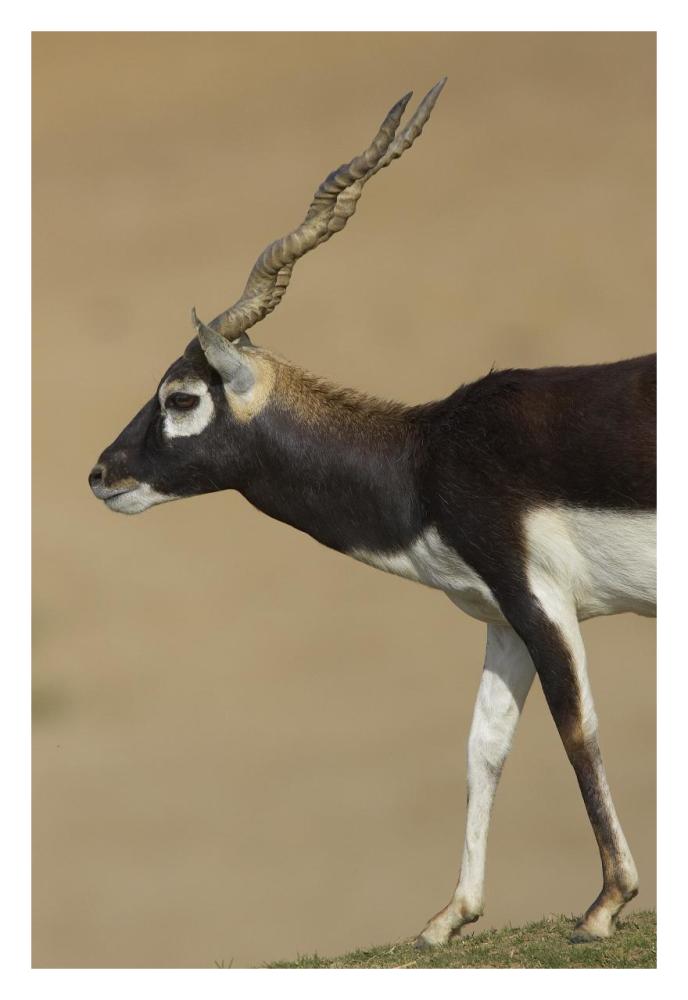 Blackbuck adult, native to India-Paper Art-22"x32"