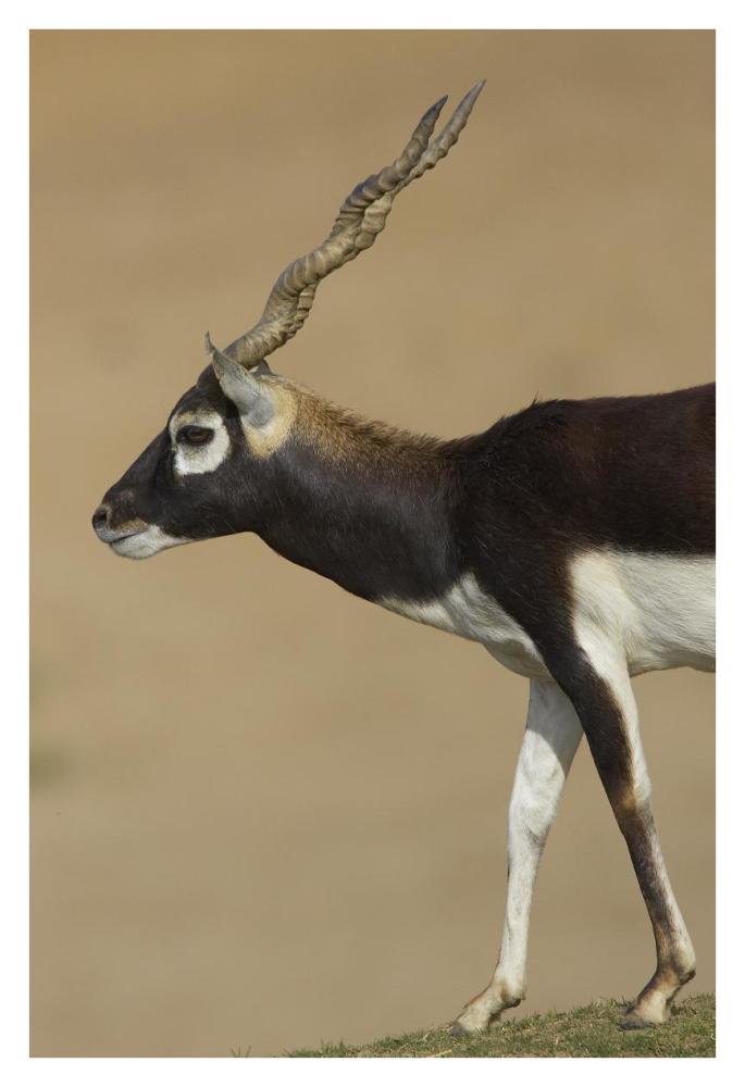Blackbuck adult, native to India-Paper Art-26"x38"