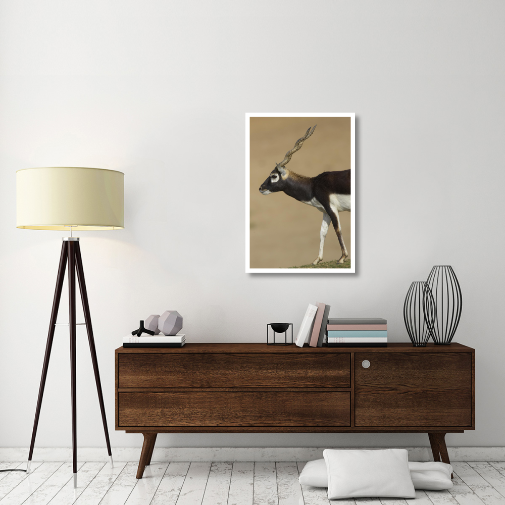 Blackbuck adult, native to India-Paper Art-26&quotx38"