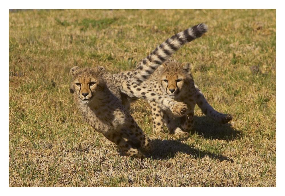 Cheetah juveniles playing, native to Africa-Paper Art-32"x22"