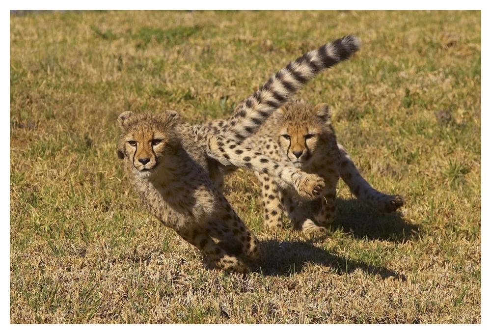 Cheetah juveniles playing, native to Africa-Paper Art-50"x34"