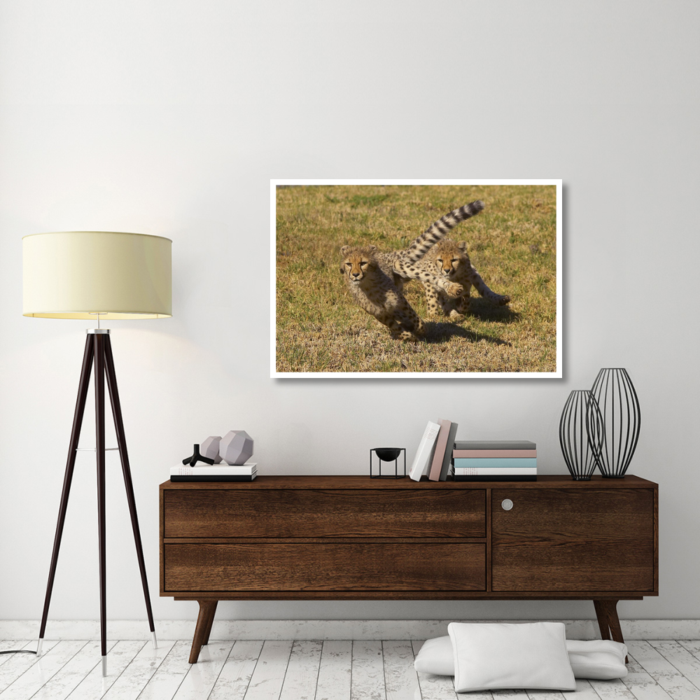 Cheetah juveniles playing, native to Africa-Paper Art-50&quotx34"