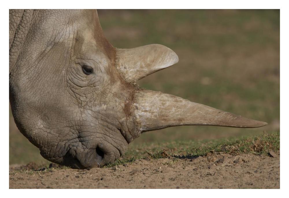 Northern White Rhinoceros grazing, native to Africa-Paper Art-32"x22"