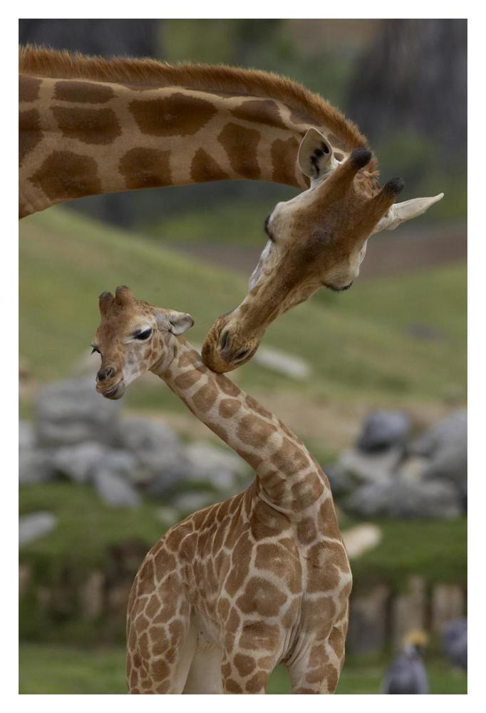 Rothschild Giraffe mother nuzzling calf, native to Africa-Paper Art-14"x20"