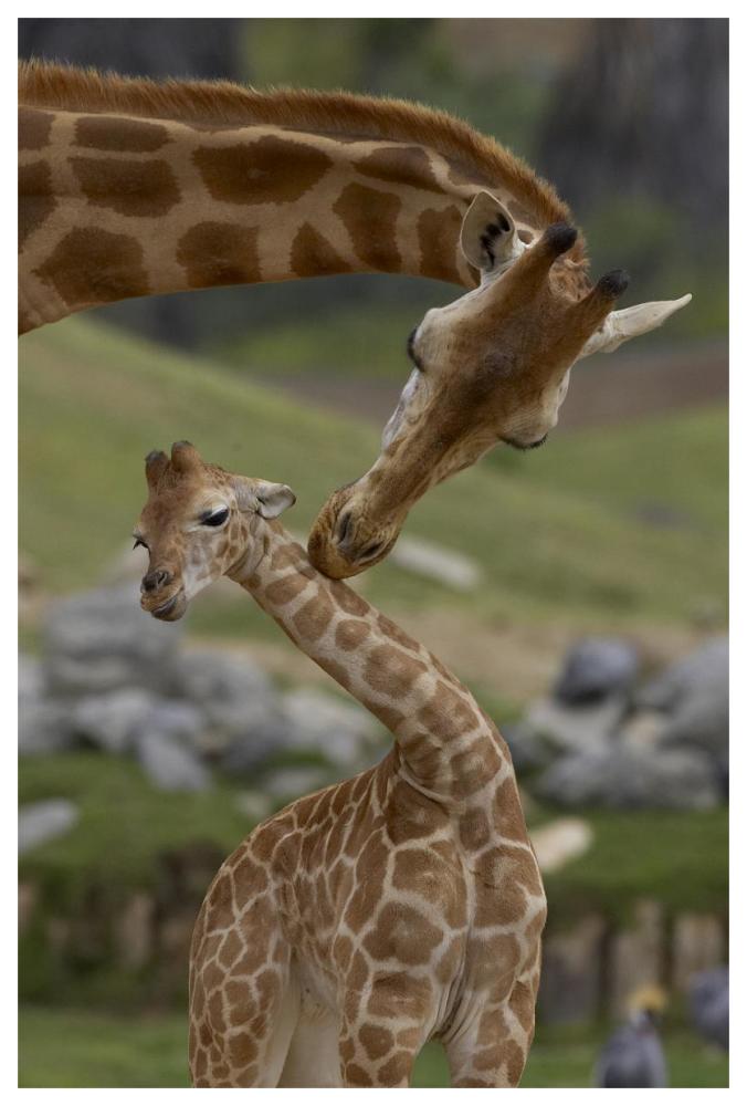 Rothschild Giraffe mother nuzzling calf, native to Africa-Paper Art-42"x62"