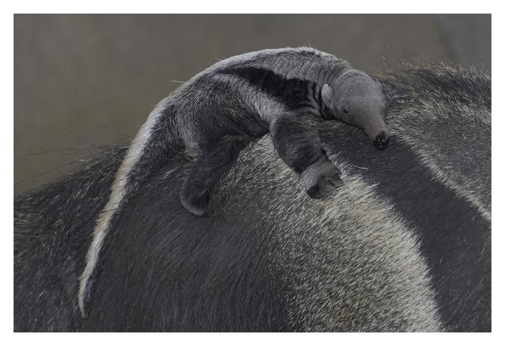 Giant Anteater baby clinging to mother's back, native to South America-Paper Art-38"x26"
