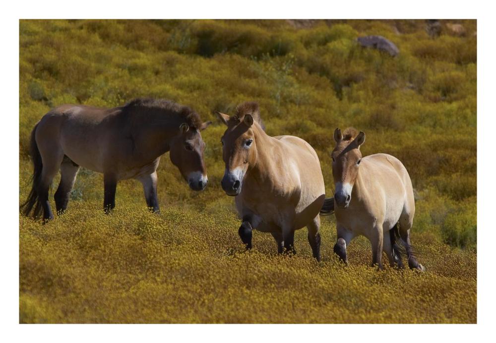 Przewalski's Horse trio in grassland, endangered, native to Mongolia-Paper Art-26"x18"