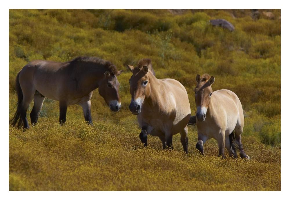 Przewalski's Horse trio in grassland, endangered, native to Mongolia-Paper Art-32"x22"