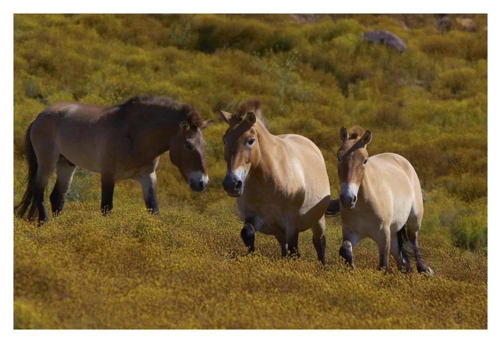 Przewalski's Horse trio in grassland, endangered, native to Mongolia-Paper Art-38"x26"