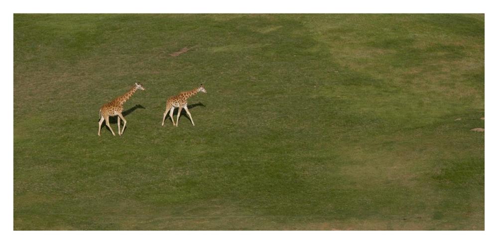 Rothschild Giraffe pair crossing grassland, native to Africa-Paper Art-38"x18.56"