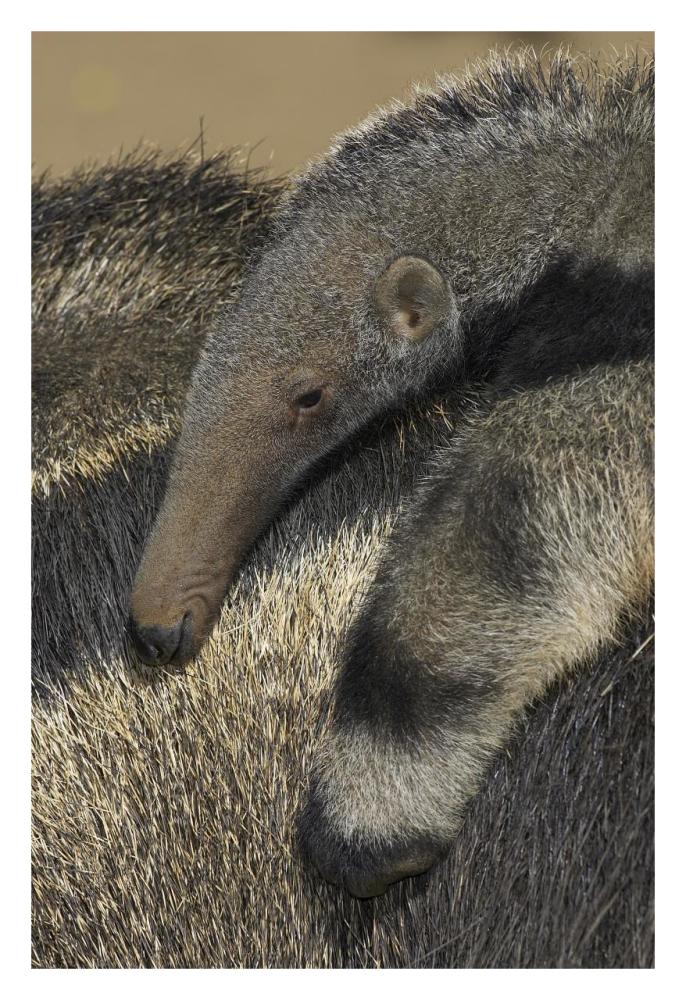 Giant Anteater baby riding on mother's back, native to South America-Paper Art-22"x32"