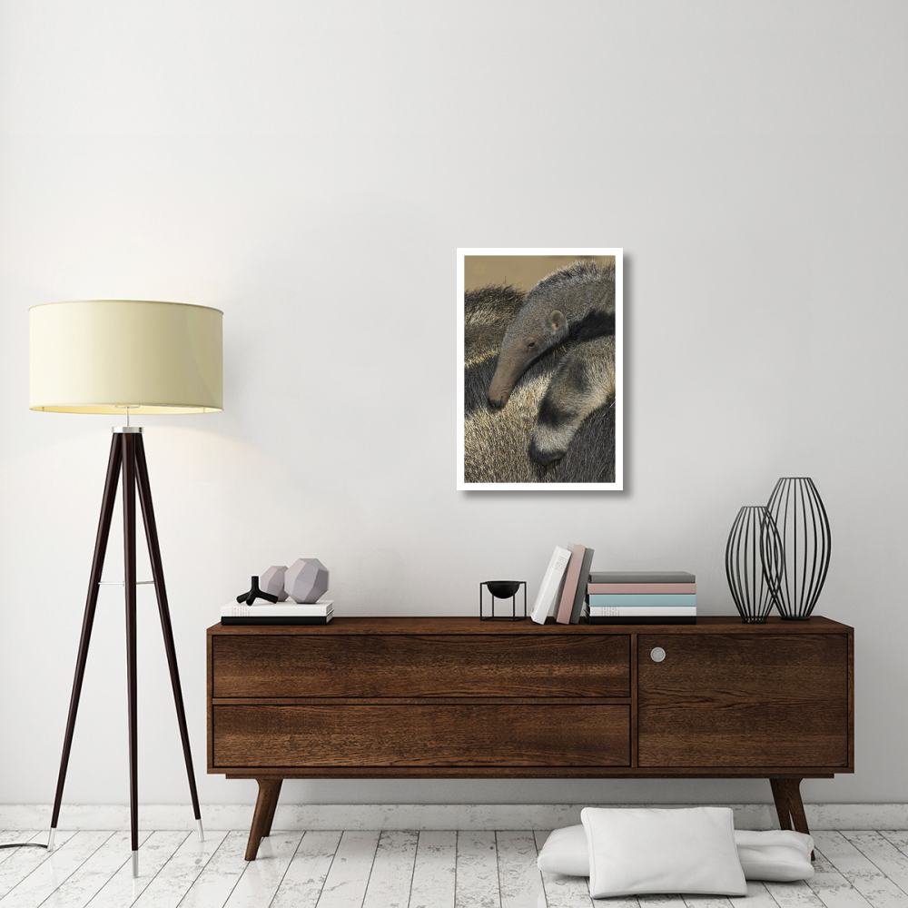 Giant Anteater baby riding on mother's back, native to South America-Paper Art-22&quotx32"