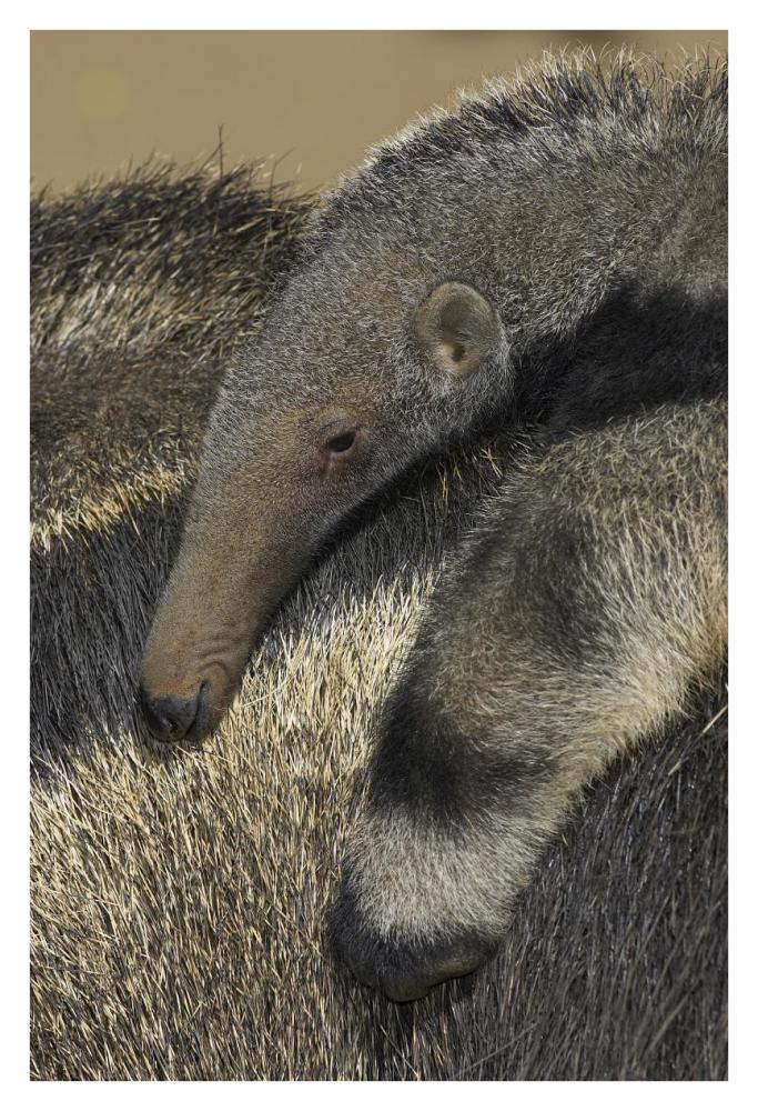 Giant Anteater baby riding on mother's back, native to South America-Paper Art-26"x38"