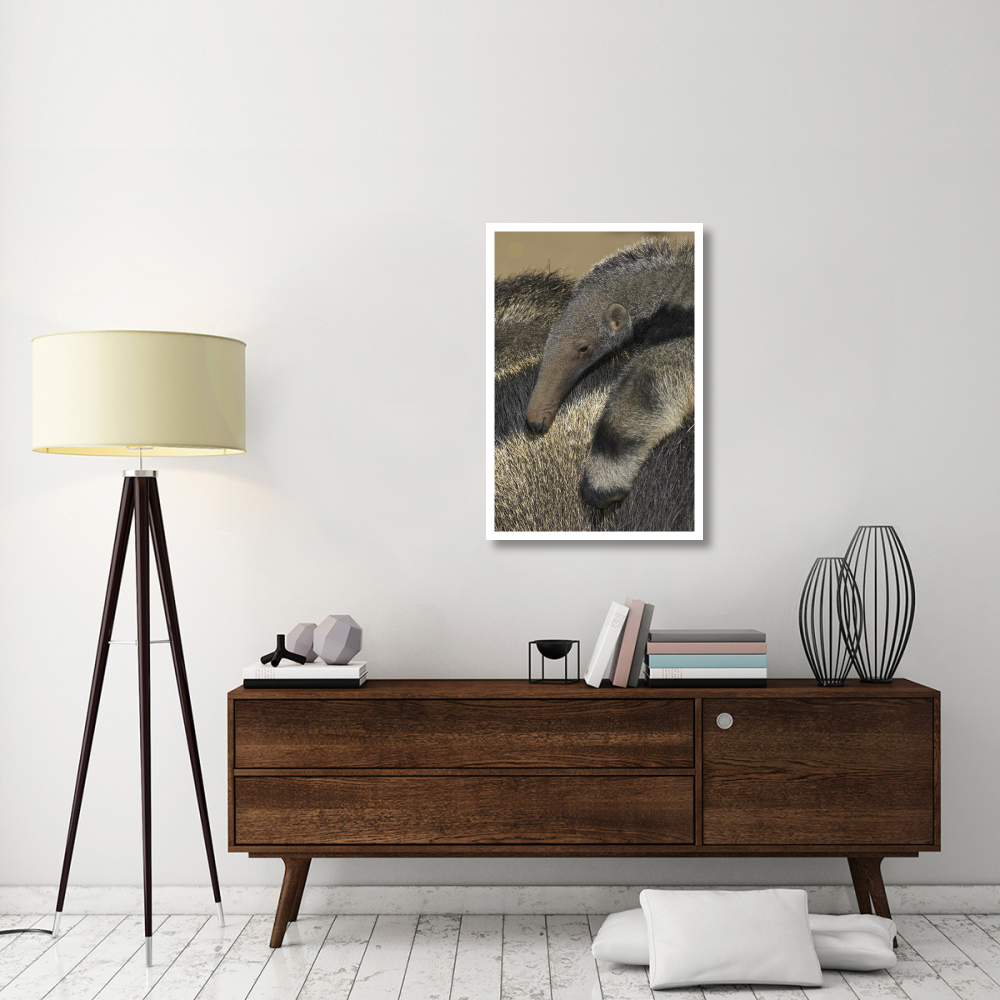 Giant Anteater baby riding on mother's back, native to South America-Paper Art-26&quotx38"