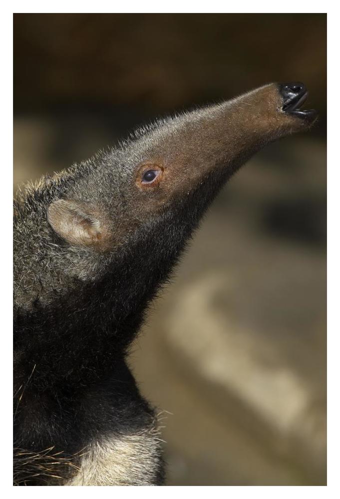 Giant Anteater profile, native to South America-Paper Art-14"x20"