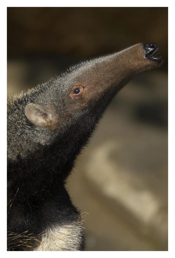 Giant Anteater profile, native to South America-Paper Art-26"x38"