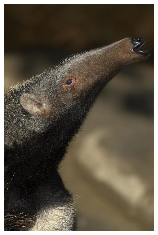 Giant Anteater profile, native to South America-Paper Art-42"x62"