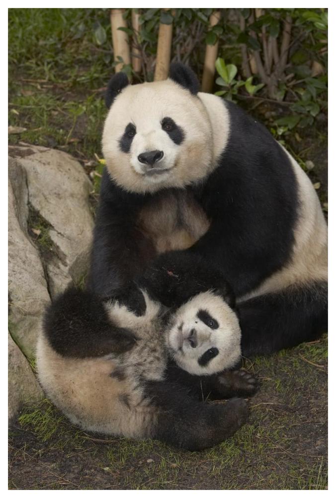 Giant Panda mother and baby, native to China-Paper Art-42"x62"
