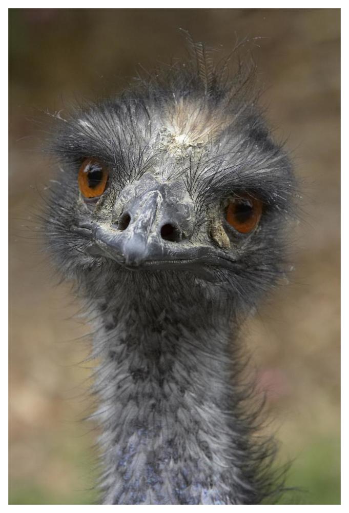 Emu portrait, native to Australia-Paper Art-42"x62"