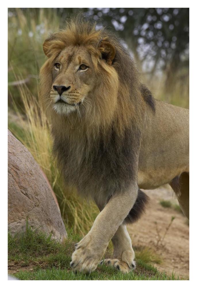 African Lion male portrait, native to Africa-Paper Art-26"x38"