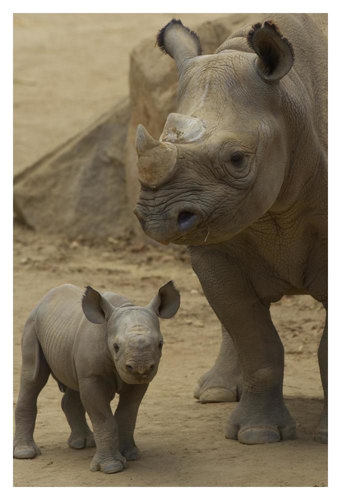 Black Rhinoceros mother and calf, native to Africa-Paper Art-14"x20"